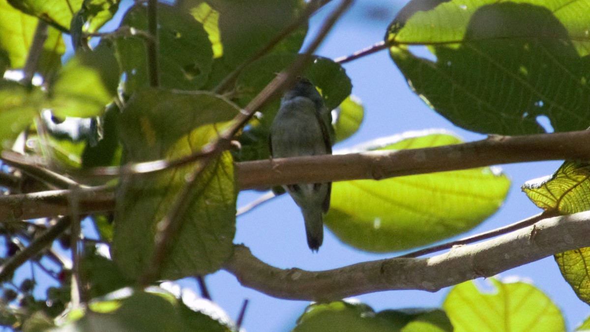 Pin-tailed Manakin - ML80608061