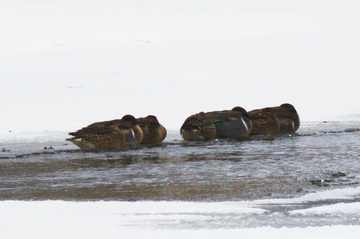 Green-winged Teal - ML80608361