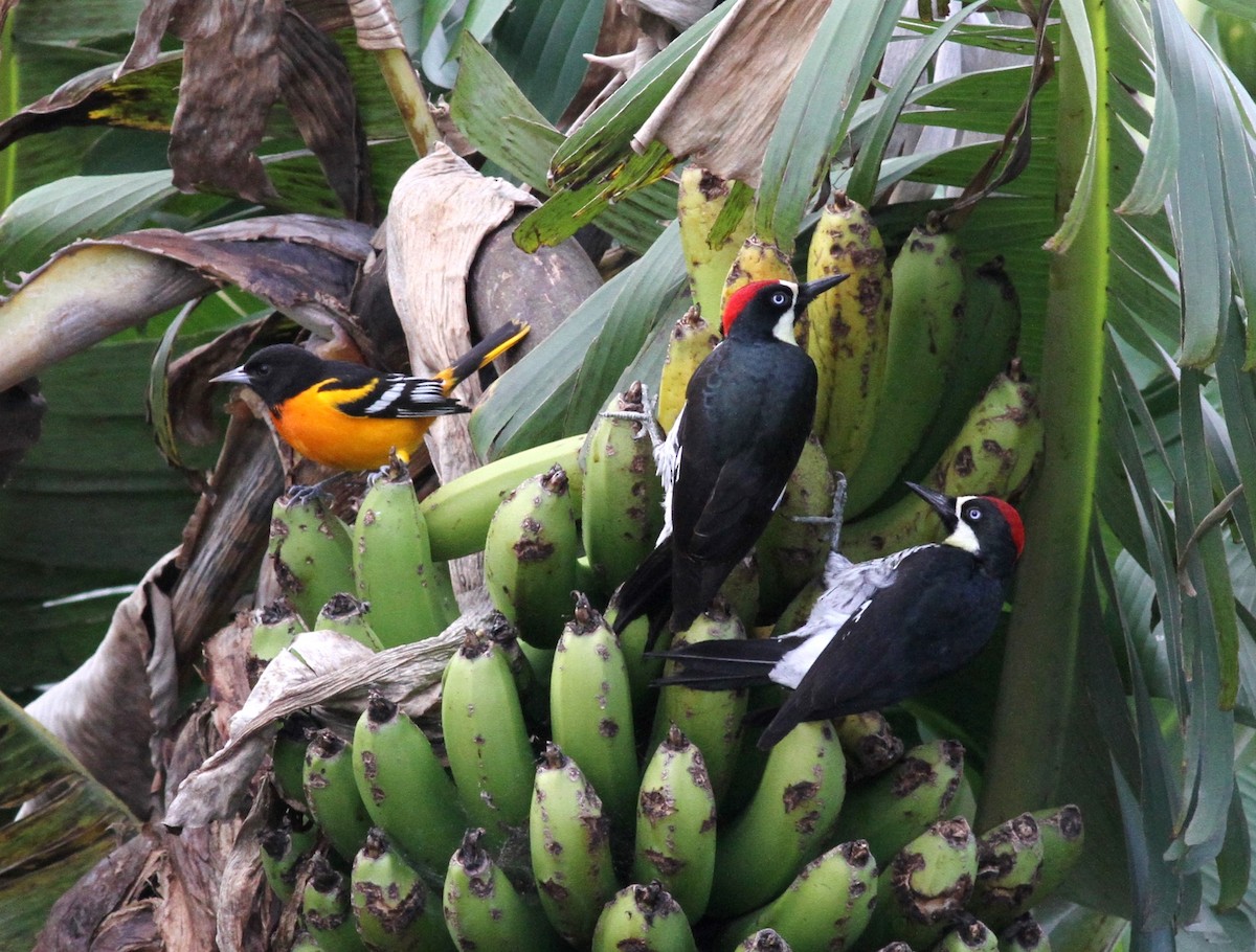 Oriole de Baltimore - ML80608481