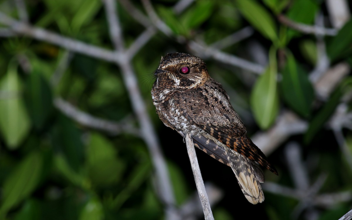 Yucatan Nightjar - ML80608571