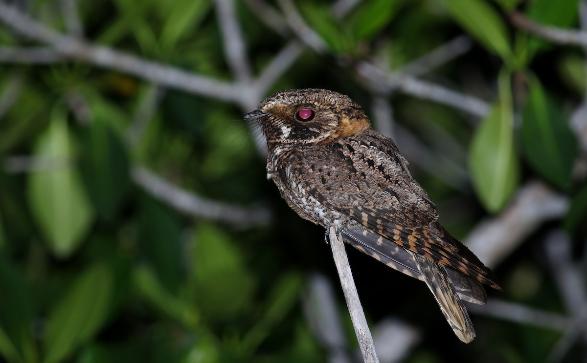 Yucatan Nightjar - ML80608581