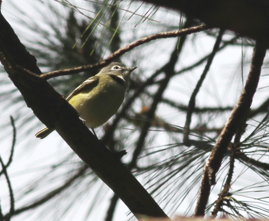 Kurşuni Vireo (notius/montanus) - ML80608681