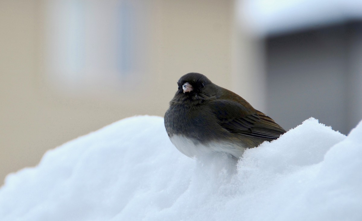Dark-eyed Junco - ML80610691