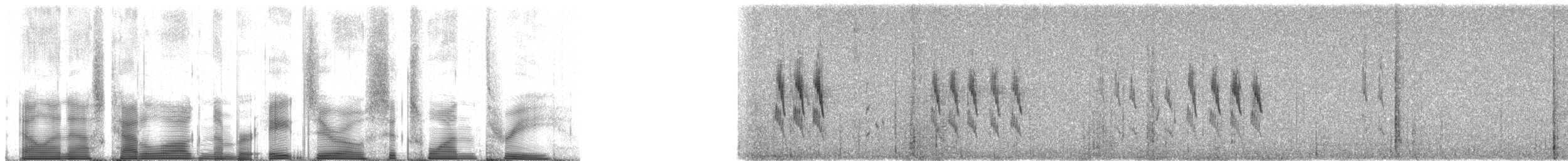 Langschwanzeremomela - ML80613