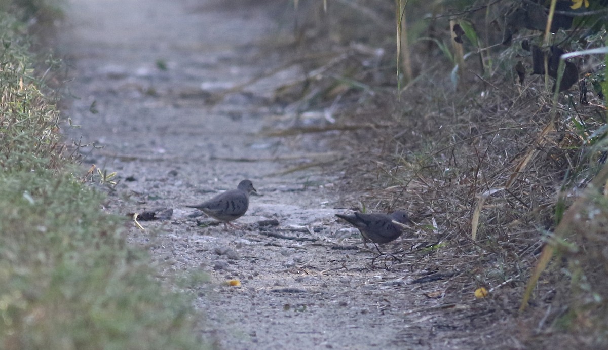 Common Ground Dove - ML80614361