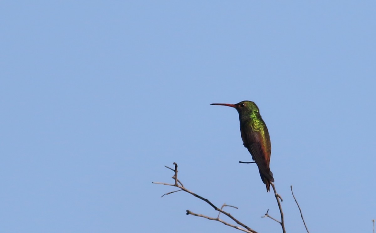 Buff-bellied Hummingbird (Yucatan) - ML80614901