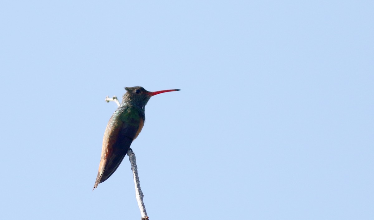 Buff-bellied Hummingbird (Yucatan) - ML80615321