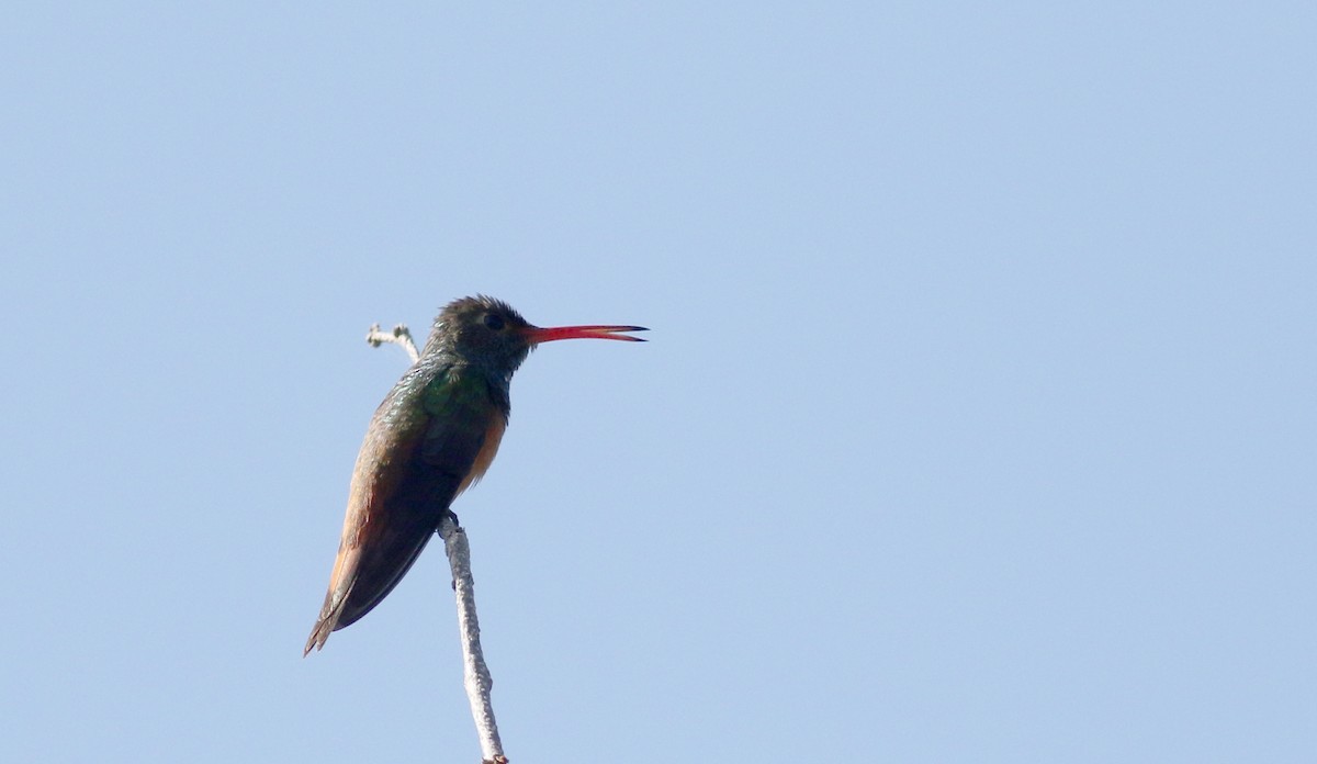 Buff-bellied Hummingbird (Yucatan) - ML80615331