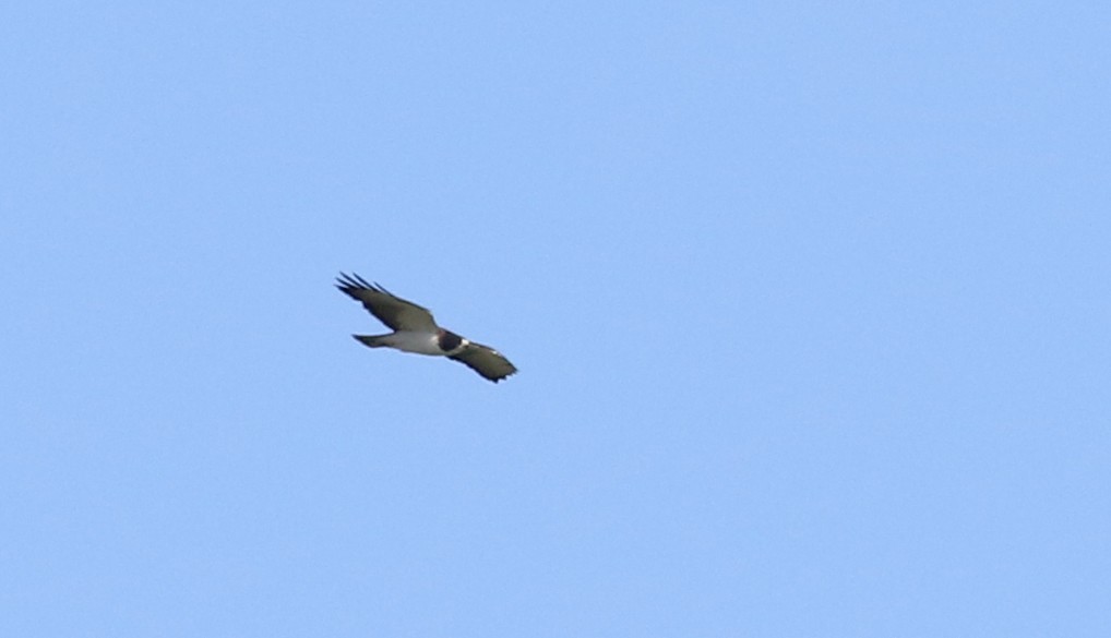Short-tailed Hawk - ML80615471