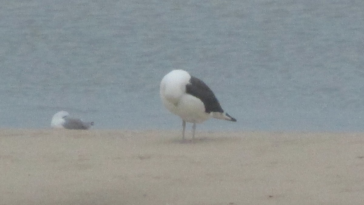 Kelp x American Herring Gull (hybrid) - ML80616541