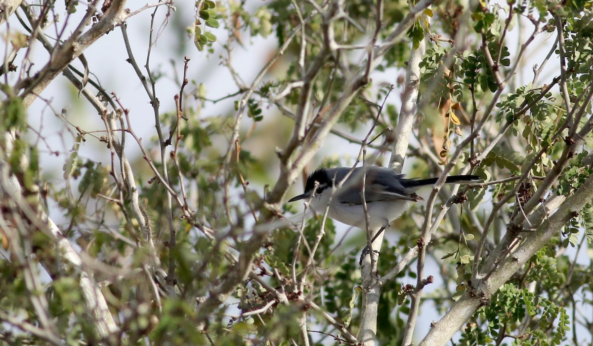 Yucatan Gnatcatcher - ML80616551