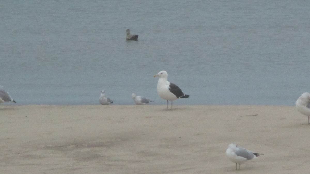 Kelp x American Herring Gull (hybrid) - ML80616581