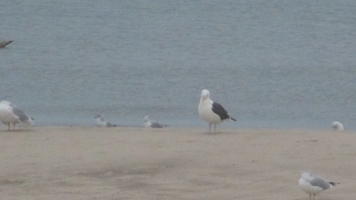 Kelp x American Herring Gull (hybrid) - ML80616591