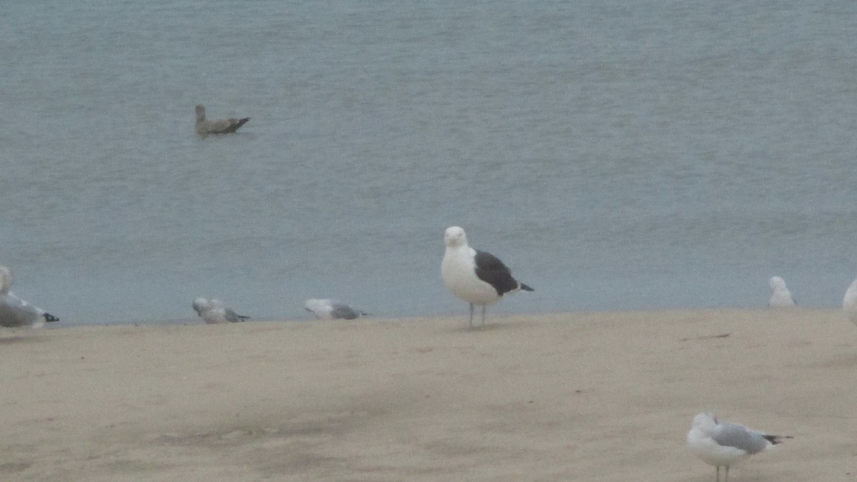 Kelp x American Herring Gull (hybrid) - ML80616601