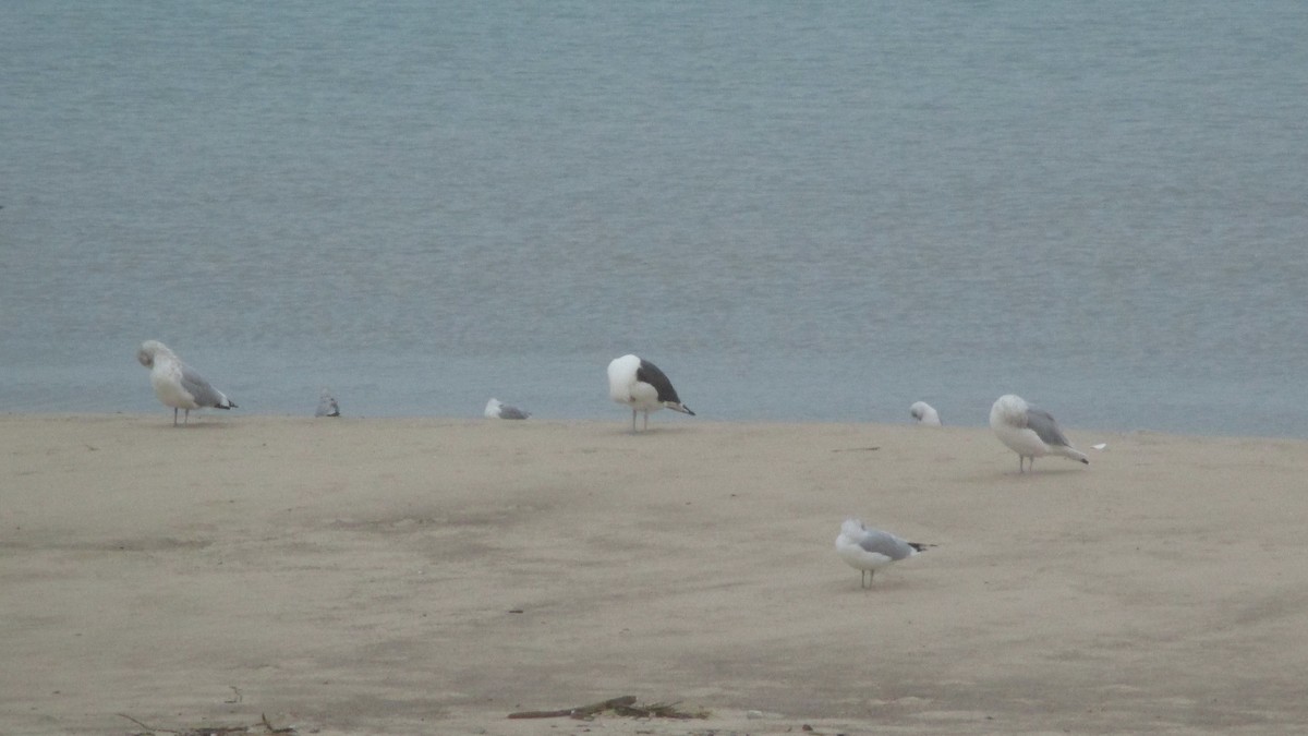 Kelp x American Herring Gull (hybrid) - ML80616611