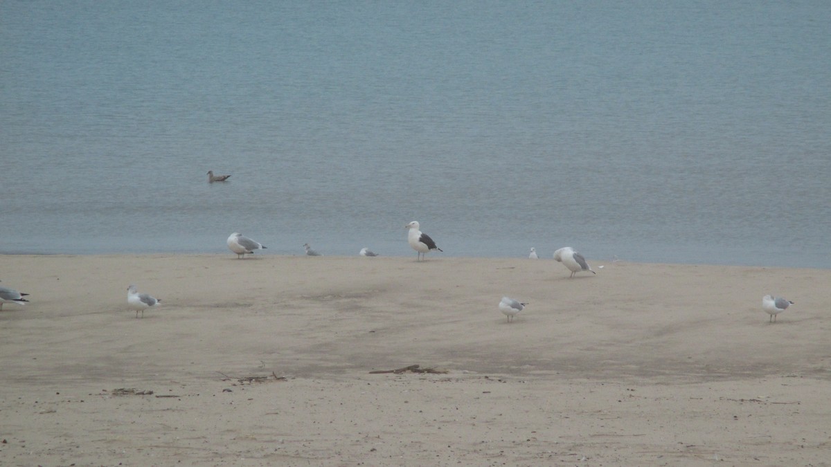 Kelp x American Herring Gull (hybrid) - ML80616621