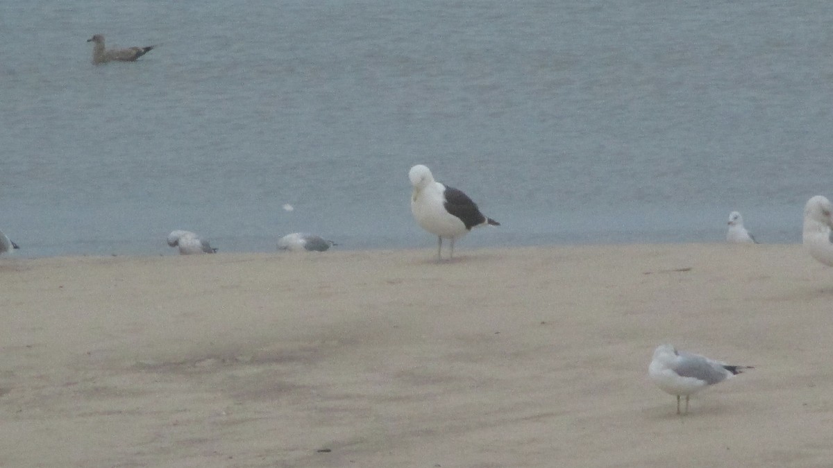 Kelp x American Herring Gull (hybrid) - ML80616651
