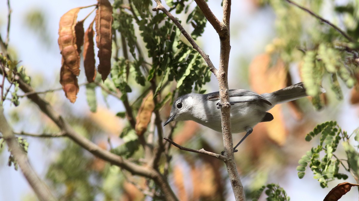 Yucatan Gnatcatcher - ML80616821