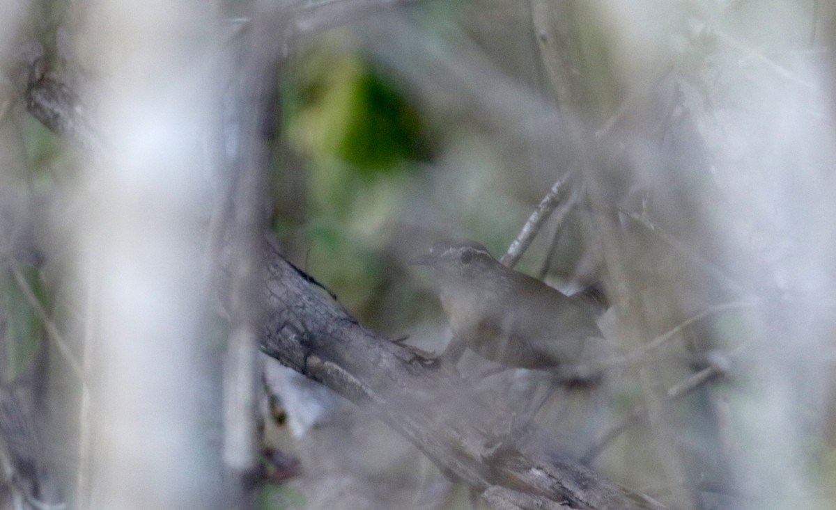 Carolina Wren (White-browed) - ML80617371