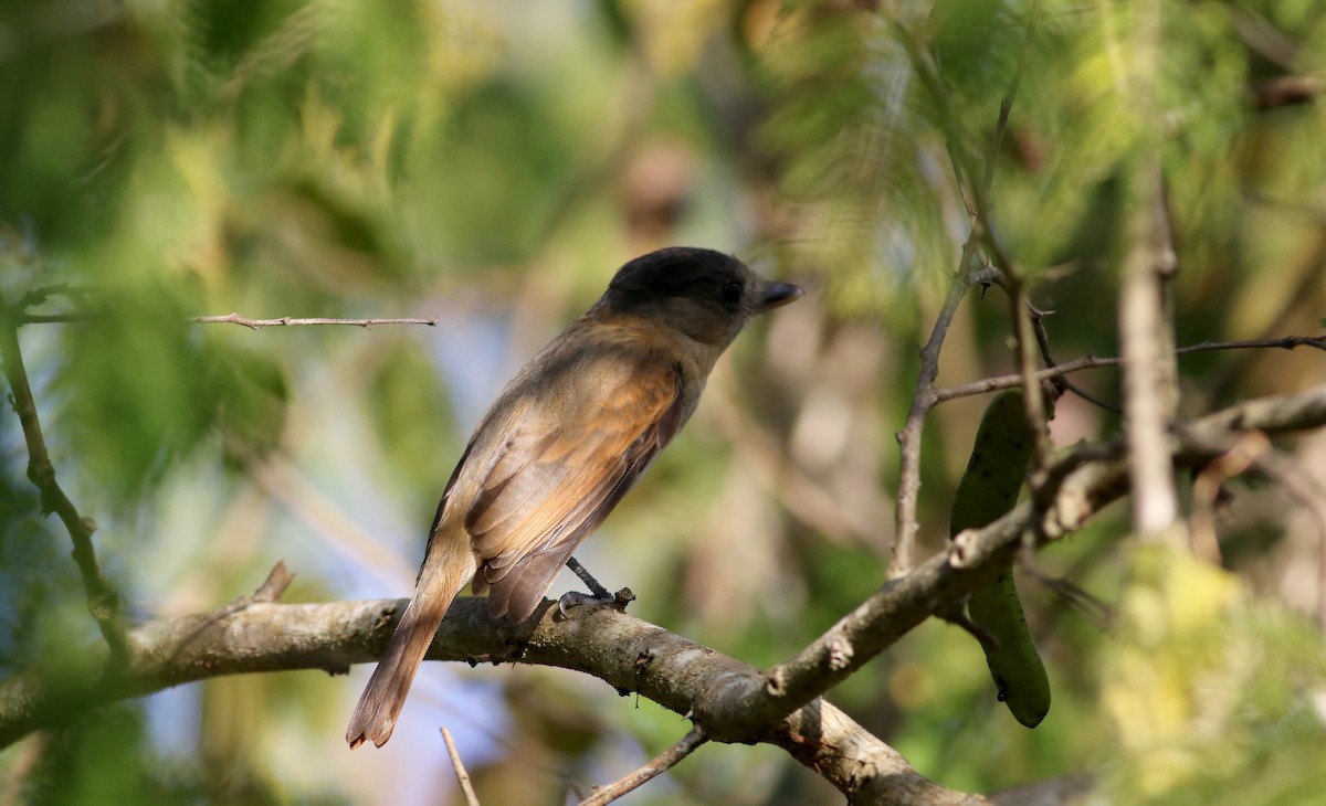 Rose-throated Becard - ML80617841