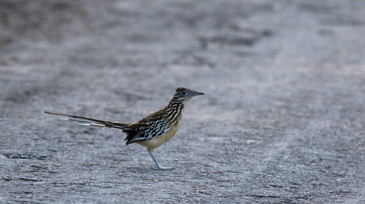 Lesser Roadrunner - ML80617891