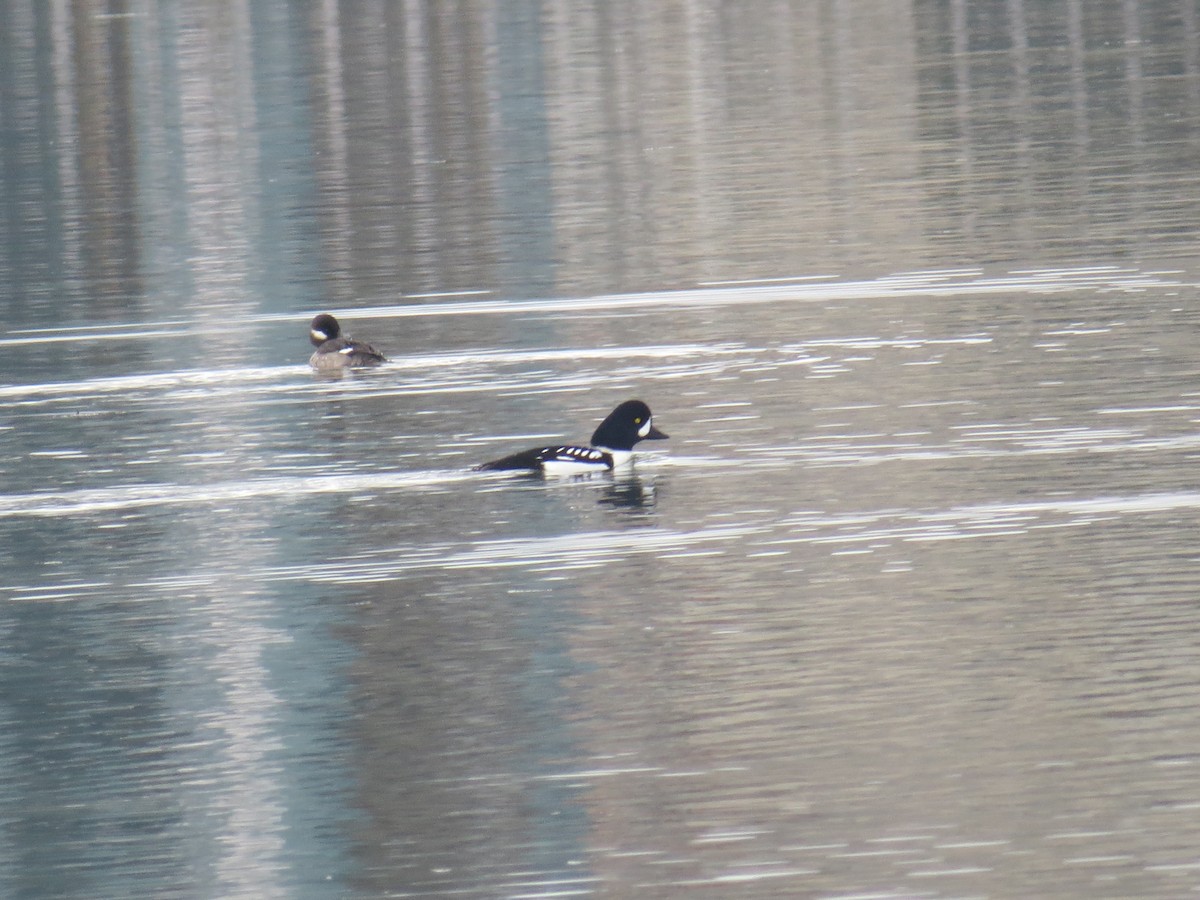 Barrow's Goldeneye - ML80620511
