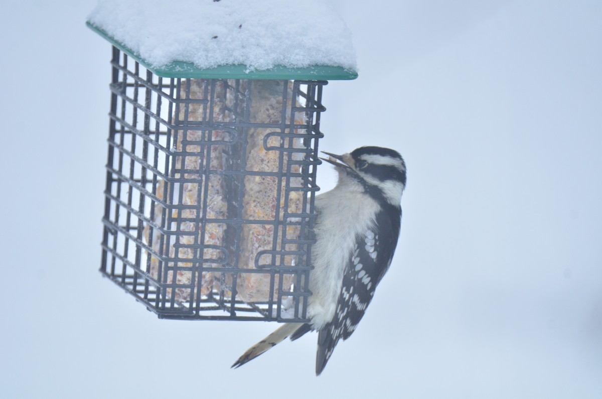 Downy Woodpecker - Jonathan Gagnon