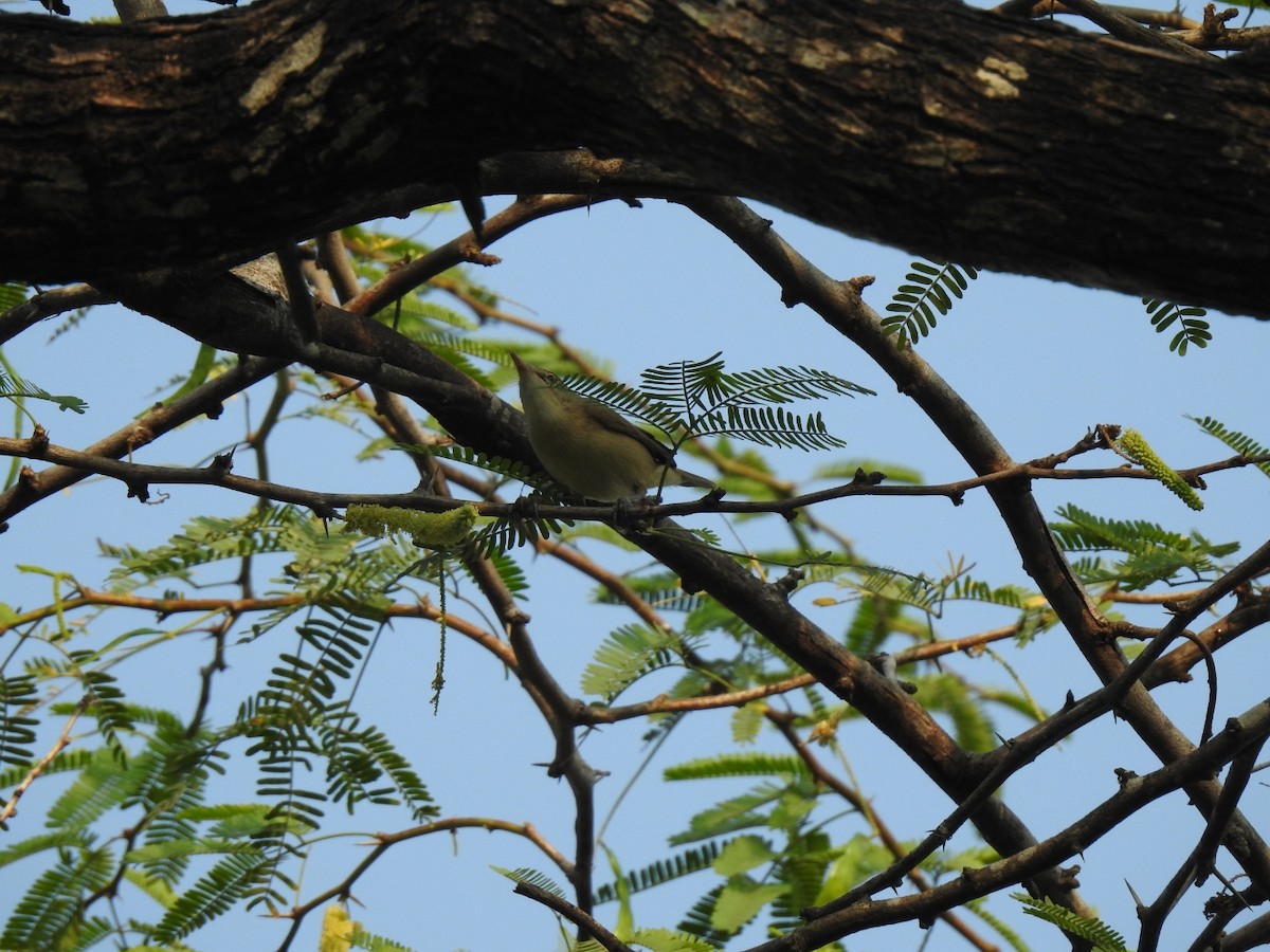 Blyth's Reed Warbler - Anonymous