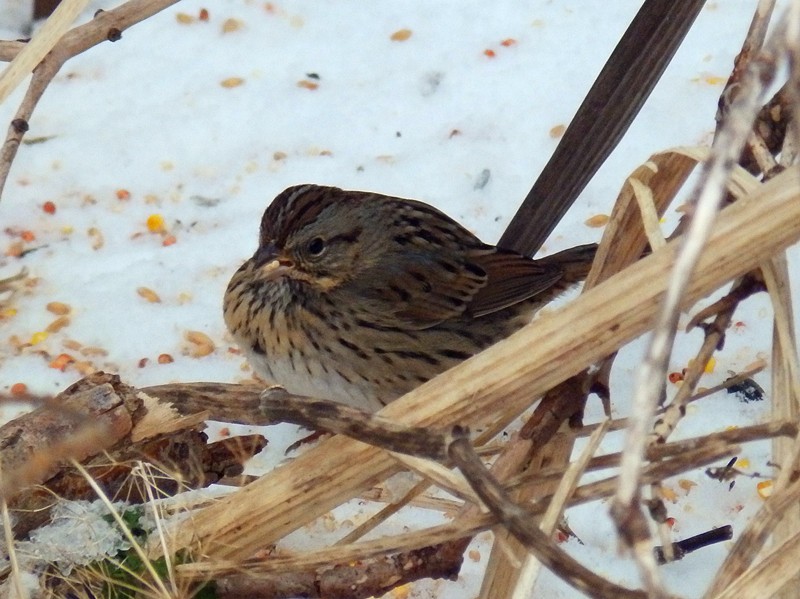 Lincoln's Sparrow - ML80622821