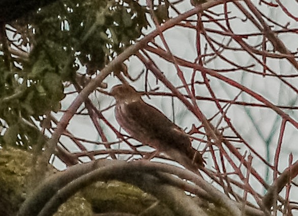 Sharp-shinned Hawk - ML80624311