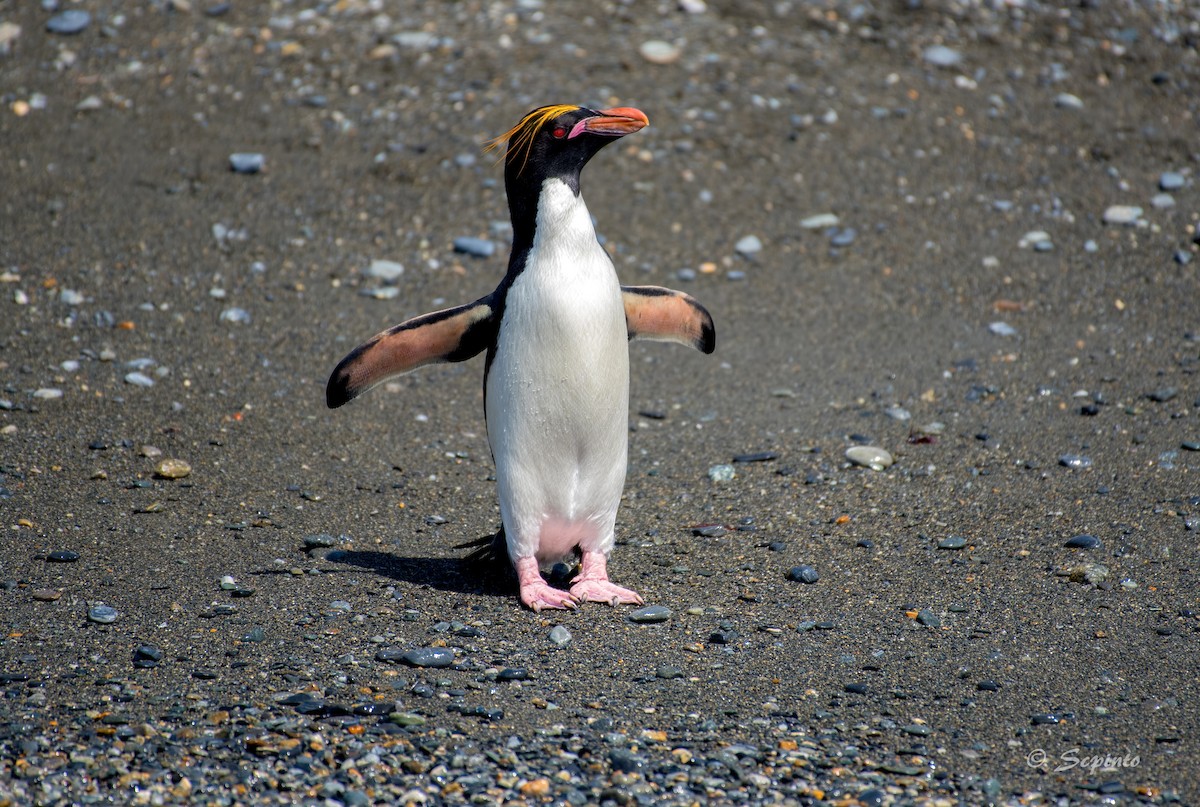 Macaroni Penguin - Shailesh Pinto