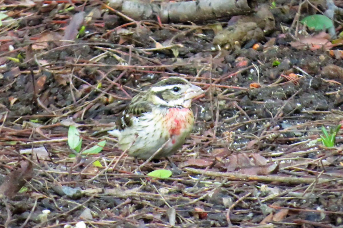 Rose-breasted Grosbeak - ML80624601