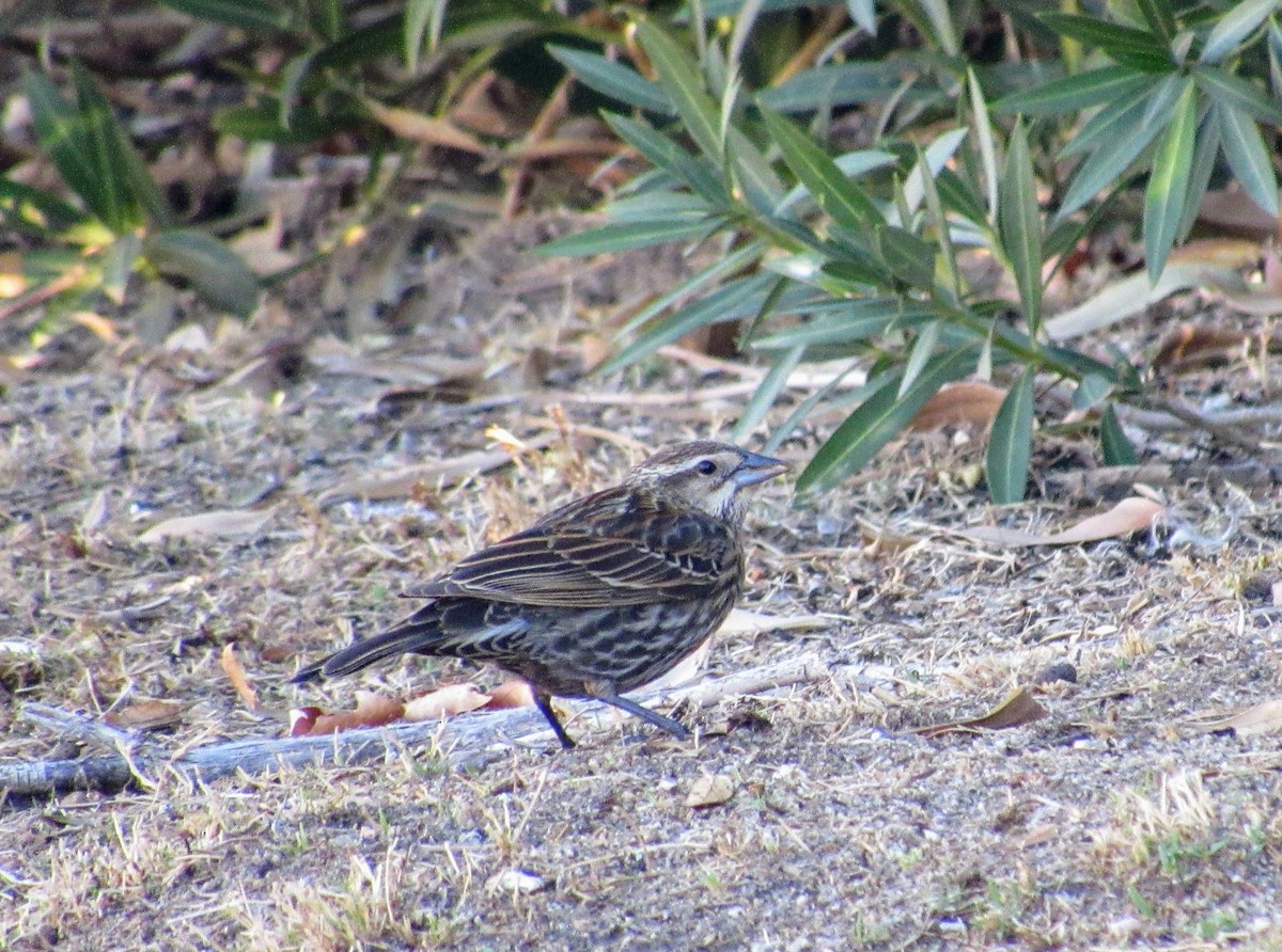 Red-winged Blackbird - ML80625951