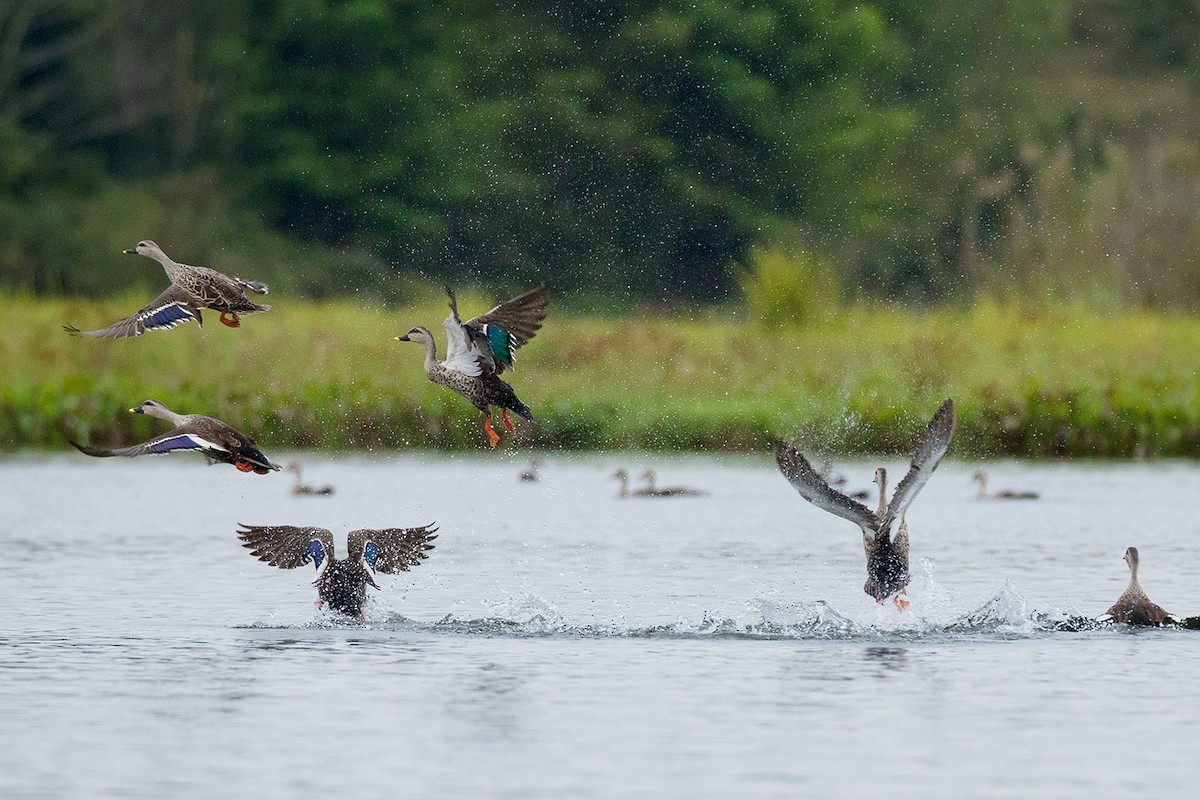 Indian Spot-billed Duck - ML80626491