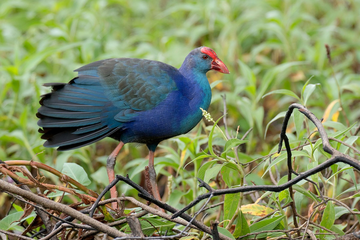 Gray-headed Swamphen - ML80626581