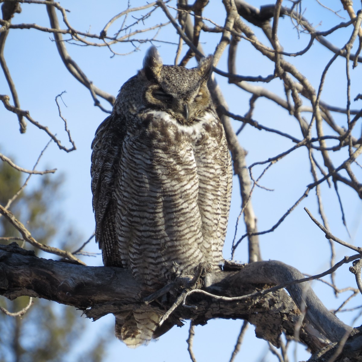 Great Horned Owl - Dave Russum