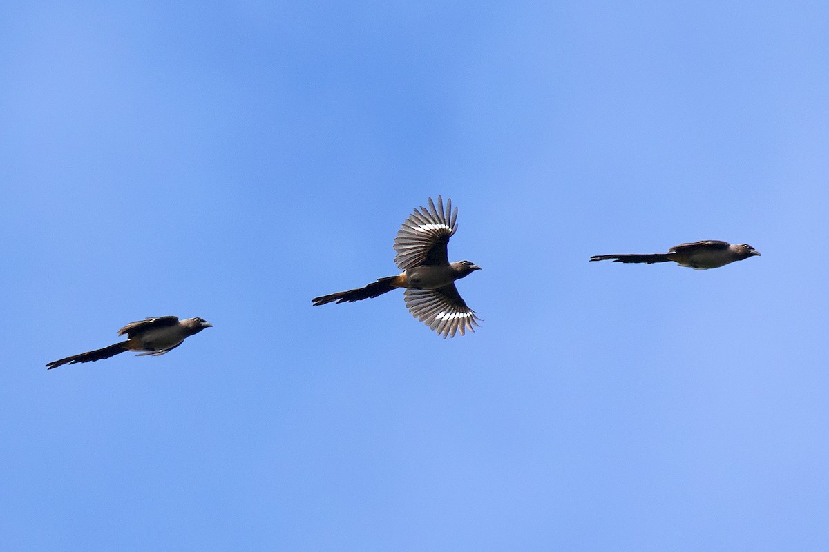 Gray Treepie - ML80626901