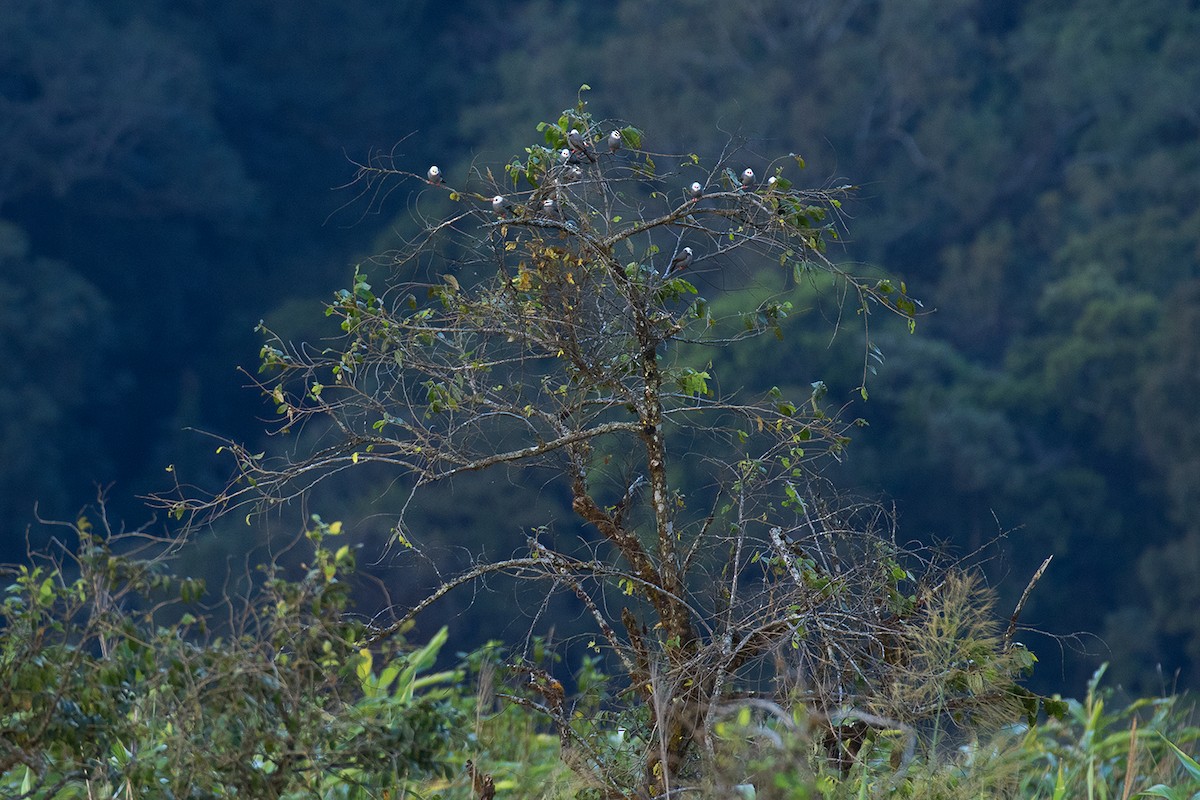 White-headed Bulbul - ML80626911