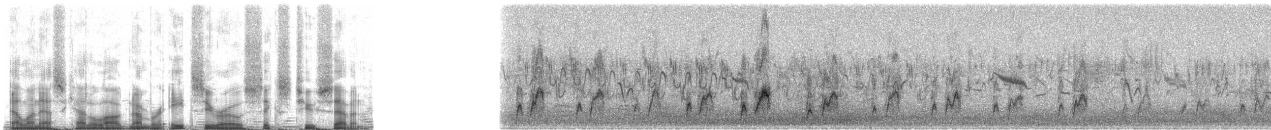 Oie-armée de Gambie - ML80627