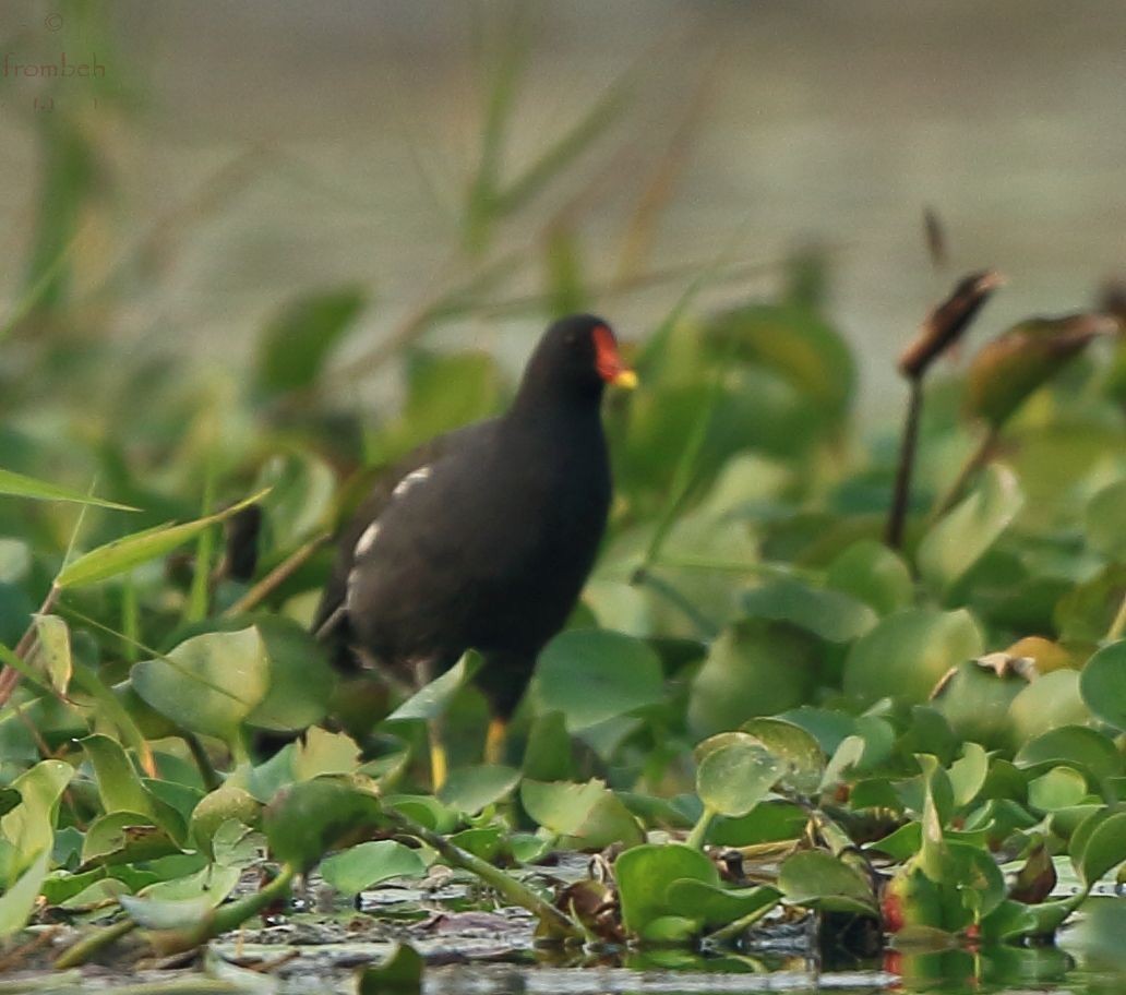 Eurasian Moorhen - ML80627331