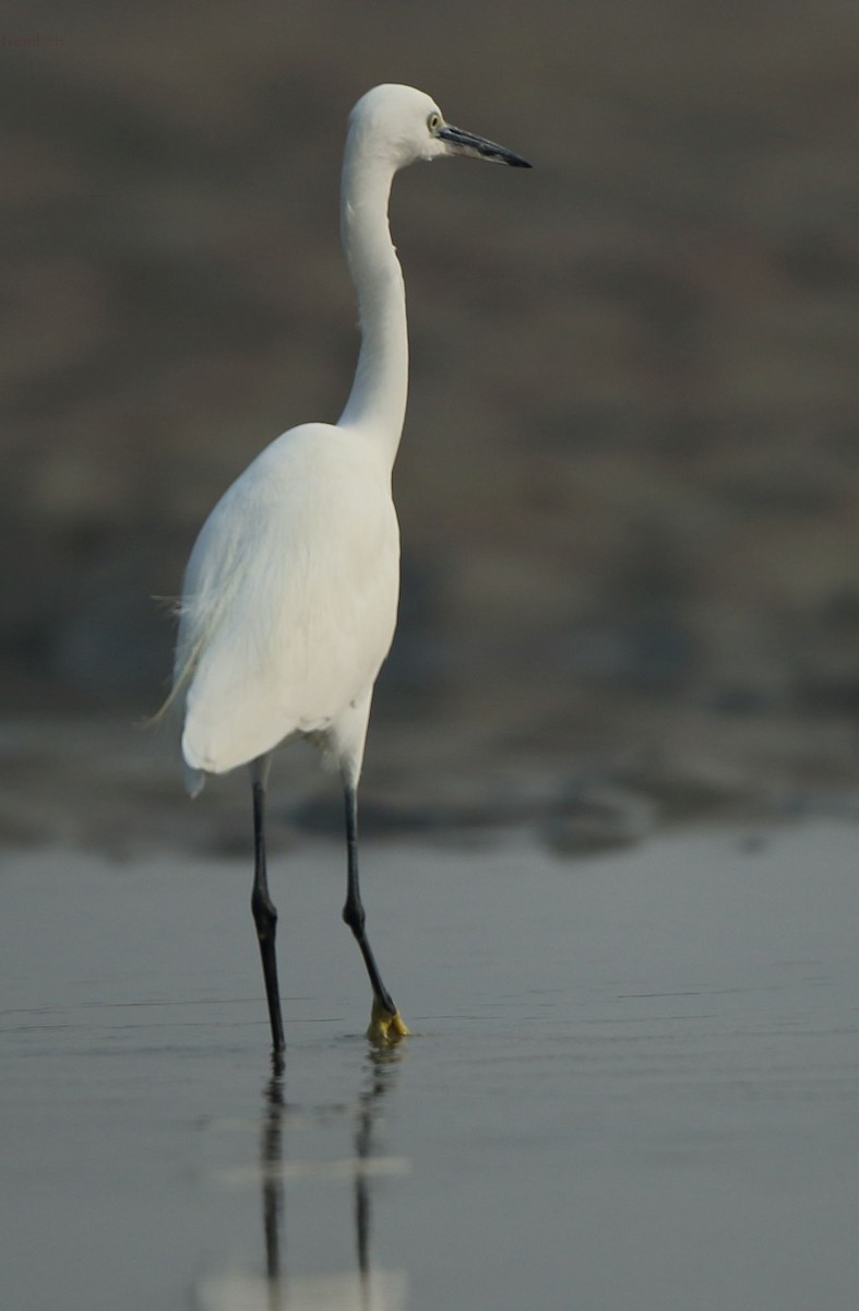 Little Egret - Arnab Pal