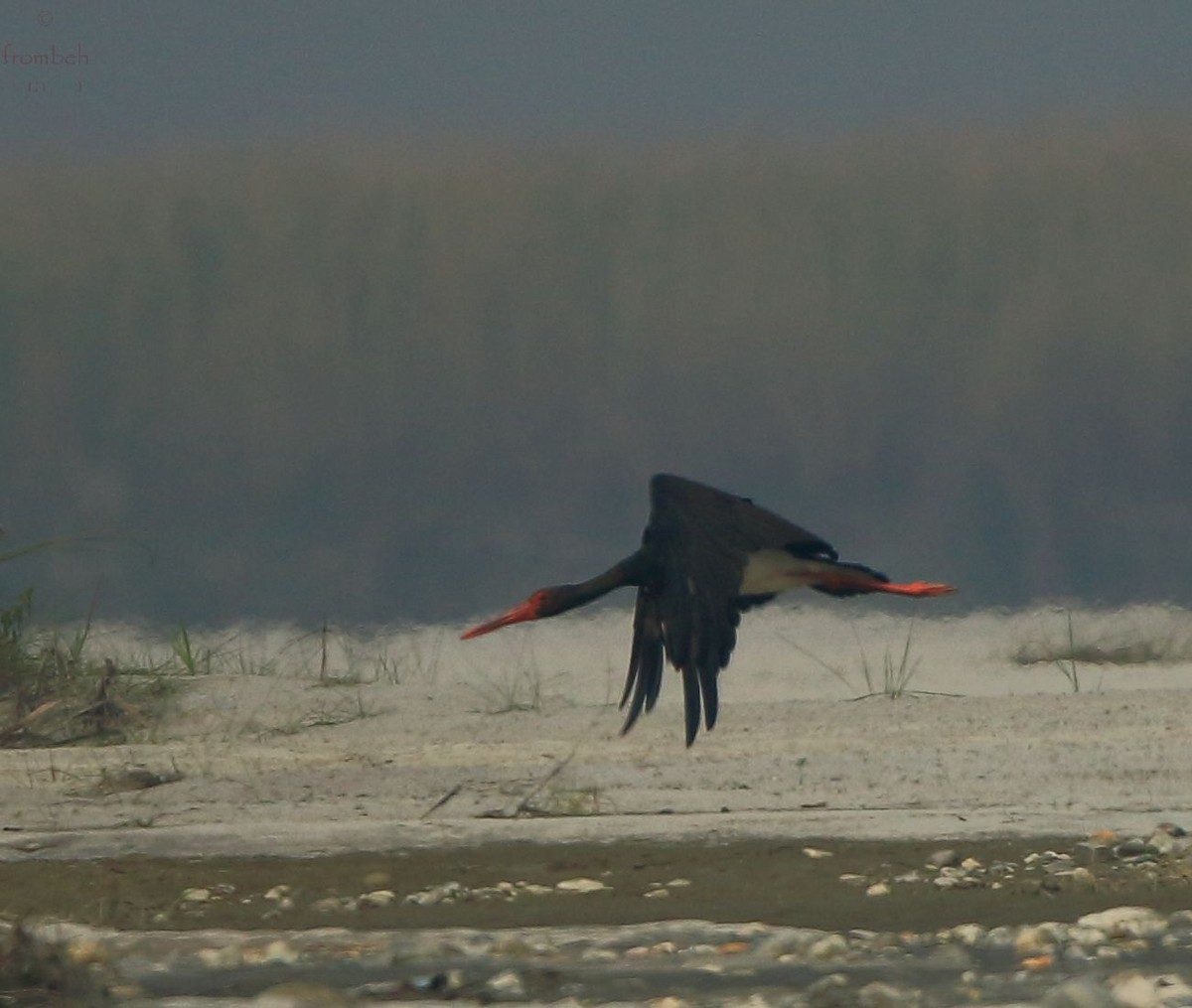 Black Stork - Arnab Pal