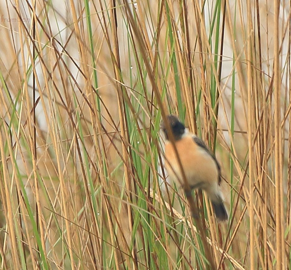 Siberian Stonechat - Arnab Pal