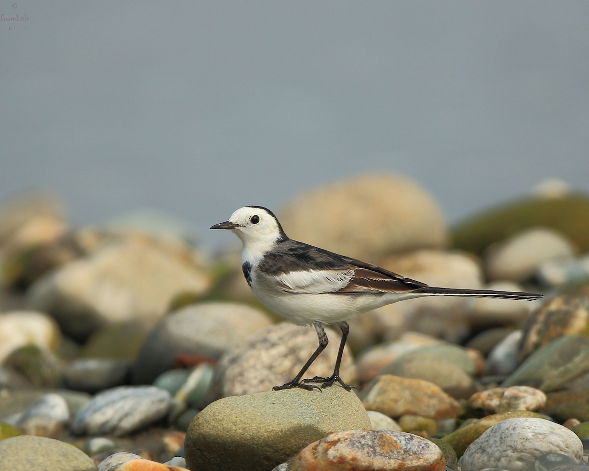 White Wagtail - Arnab Pal