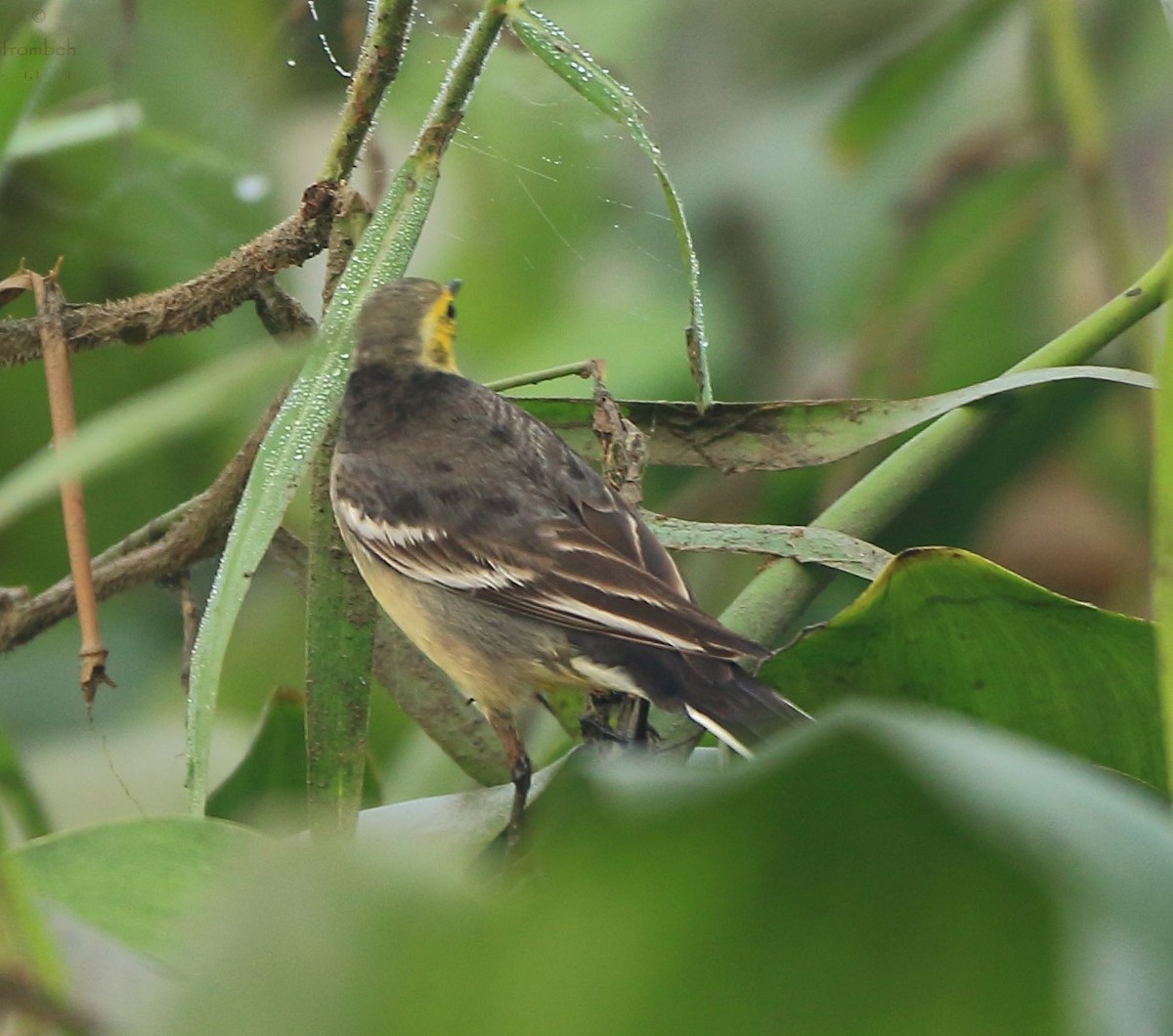 Citrine Wagtail - Arnab Pal