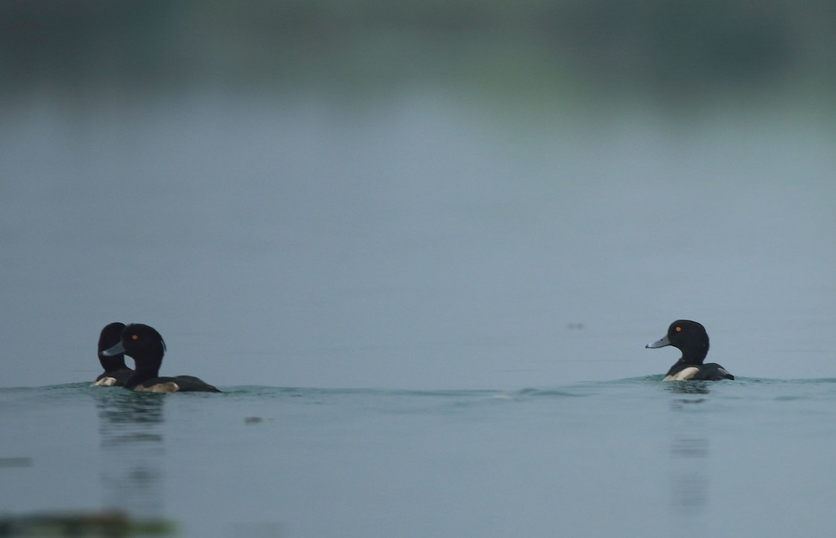 Tufted Duck - Arnab Pal