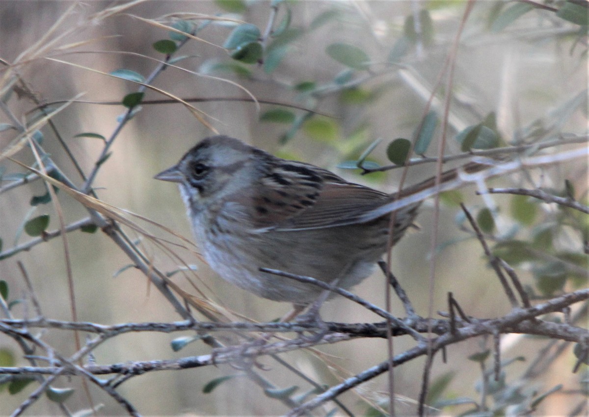 Swamp Sparrow - ML80627971
