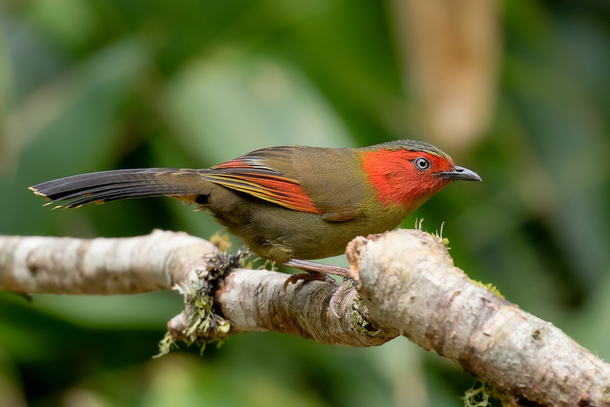 Scarlet-faced Liocichla - ML80628241