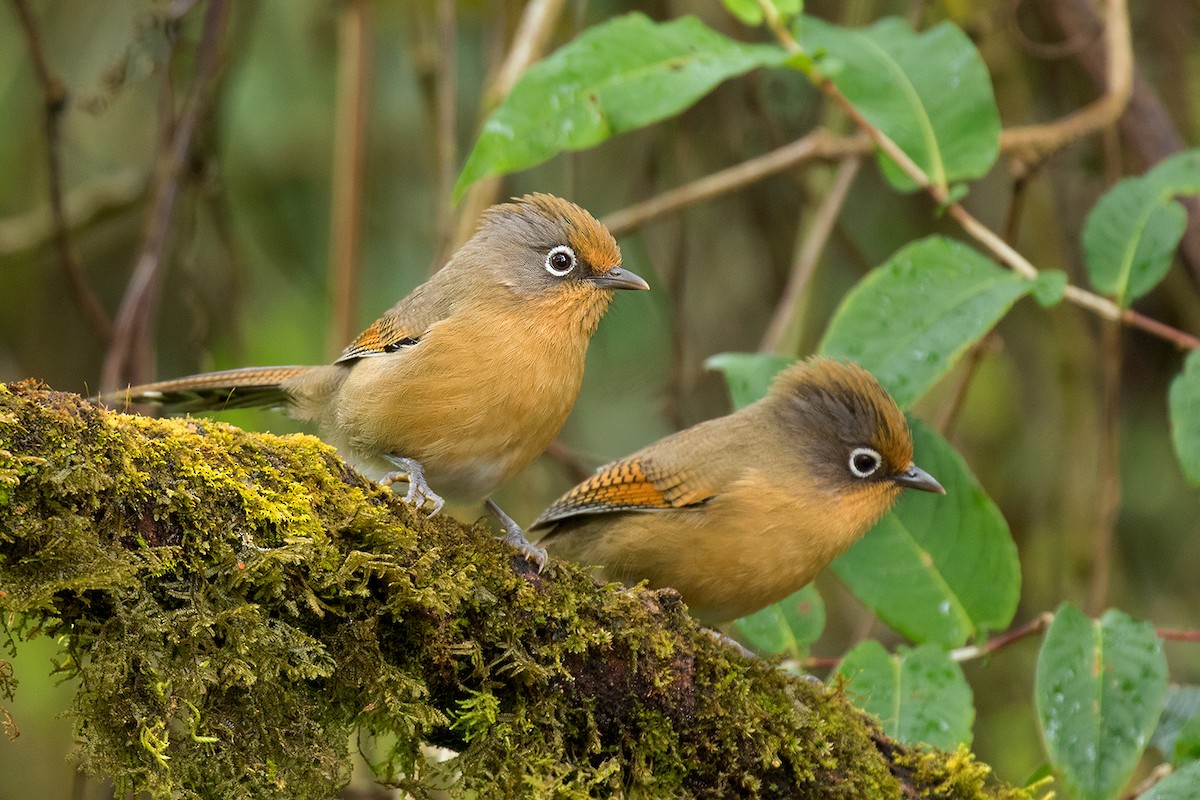 Spectacled Barwing - Ayuwat Jearwattanakanok