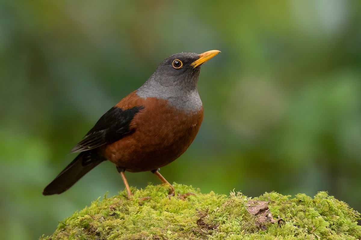 Chestnut Thrush - ML80628271